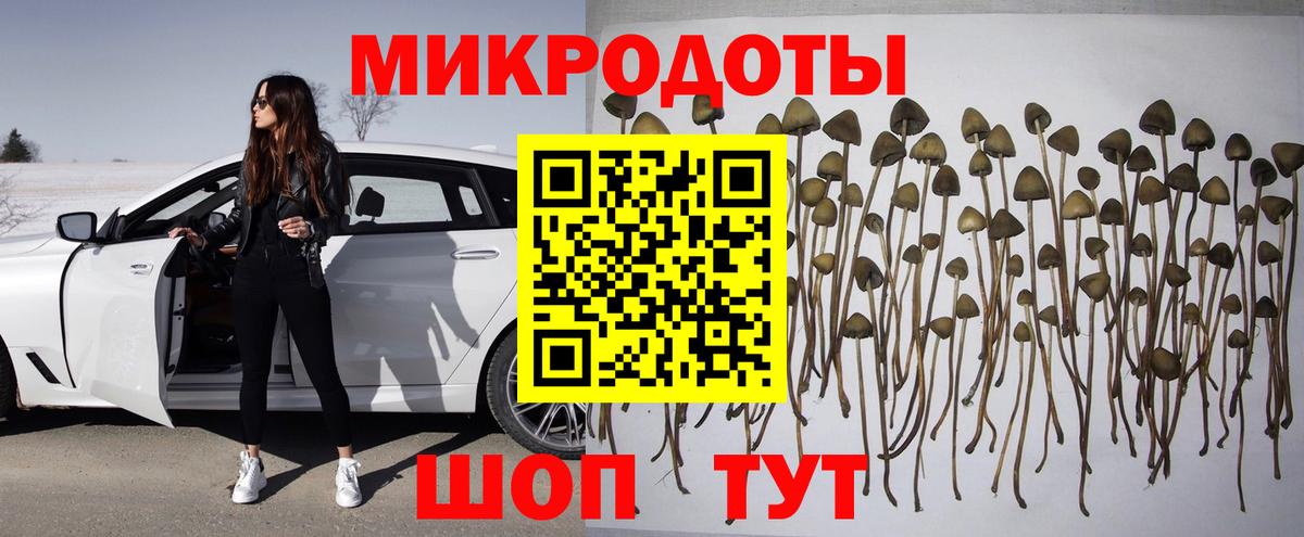 Псилоцибиновые грибы Psilocybine cubensis Выборг